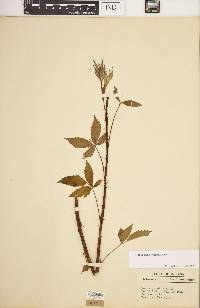 Rubus argutus image