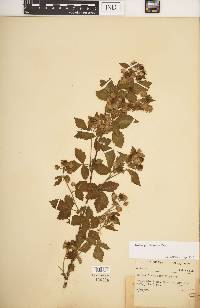 Rubus frondosus image