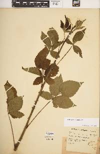 Rubus frondosus image