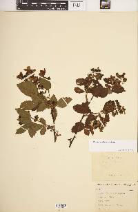 Rubus frondosus image