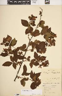 Rubus frondosus image