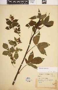 Rubus argutus image