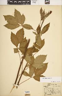 Rubus argutus image