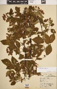 Rubus argutus image