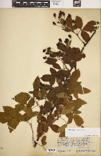 Rubus argutus image