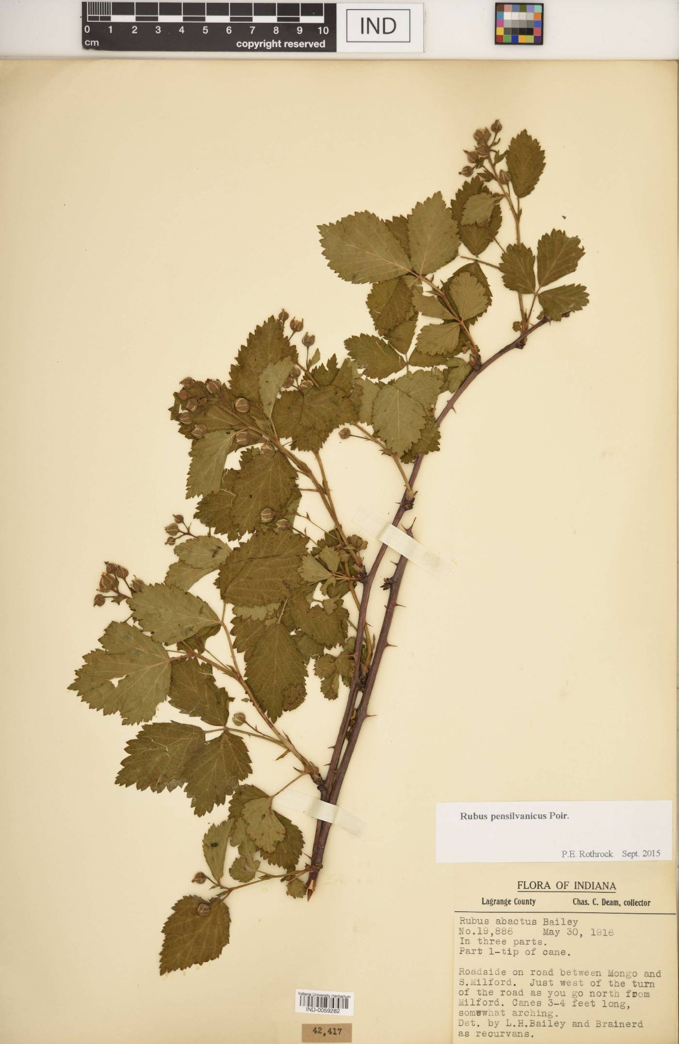 Rubus recurvans image