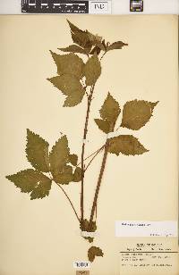 Rubus recurvans image