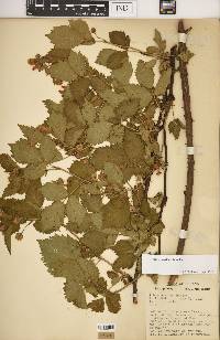 Rubus recurvans image
