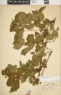 Rubus recurvans image