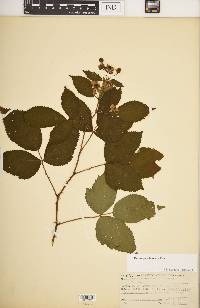 Rubus pensilvanicus image