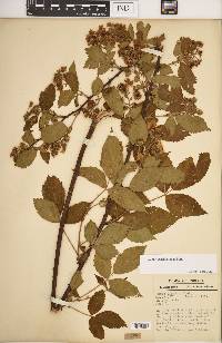 Rubus laudatus image