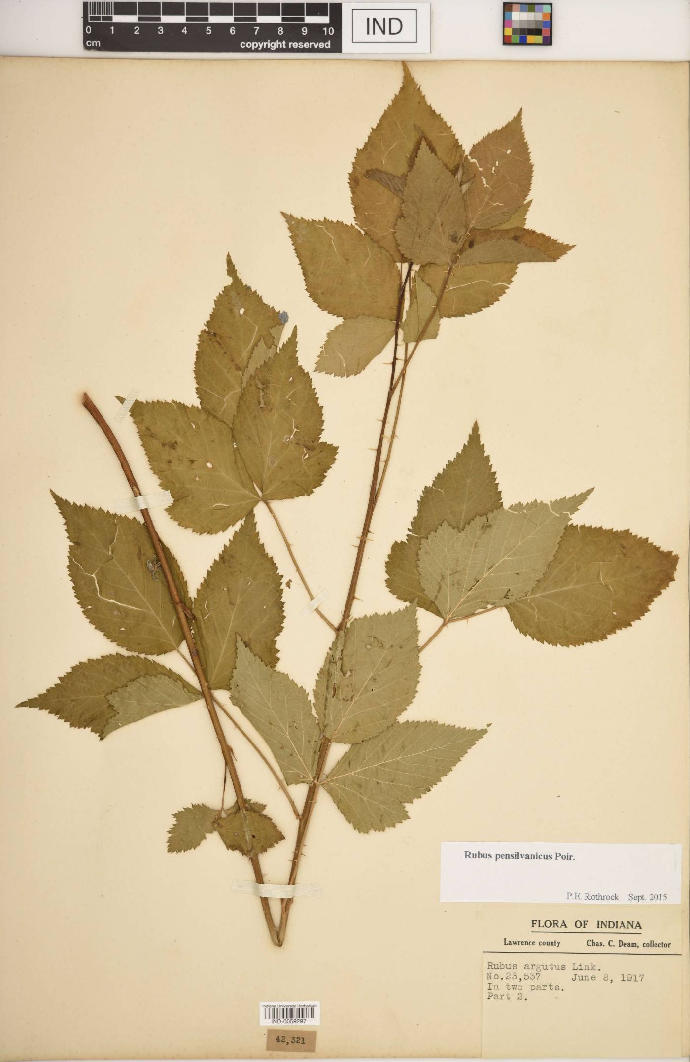 Rubus laudatus image