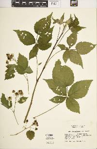 Rubus argutus image