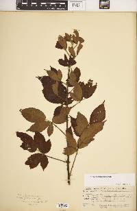 Rubus argutus image