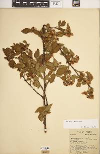 Rubus frondosus image