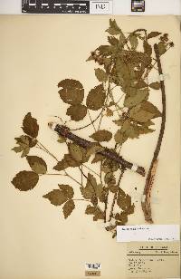 Rubus frondosus image