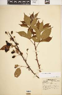 Rubus argutus image