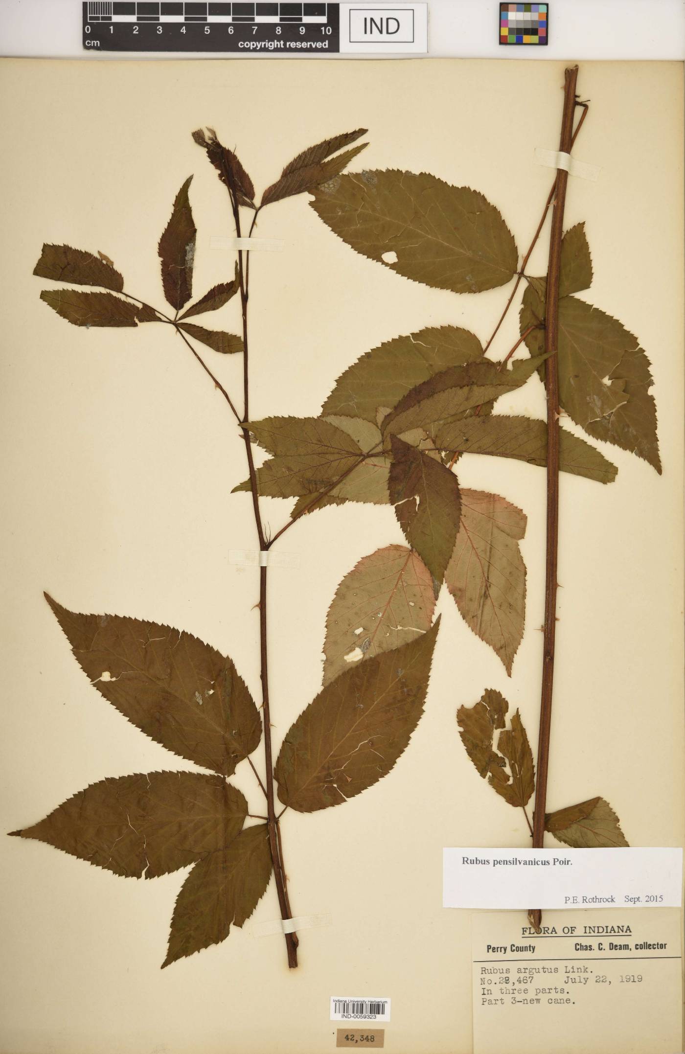 Rubus laudatus image