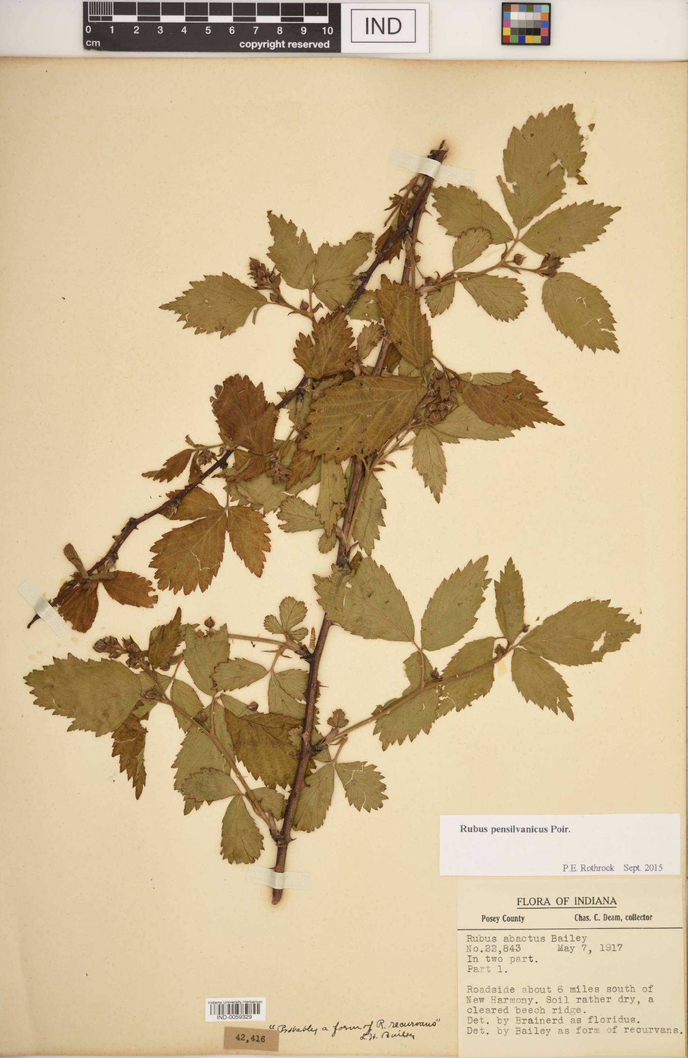 Rubus pennus image