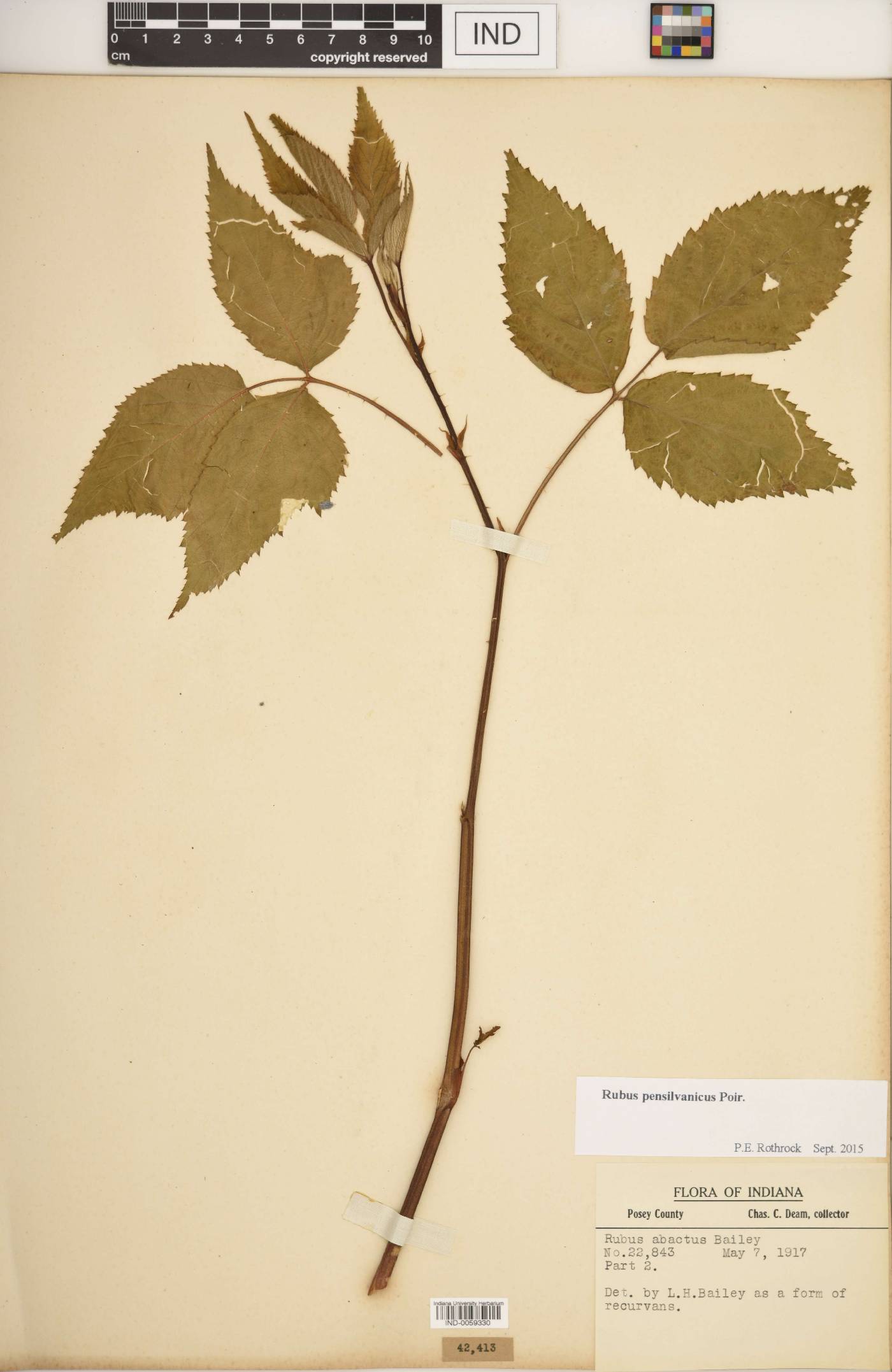 Rubus pennus image