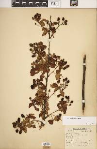 Rubus argutus image