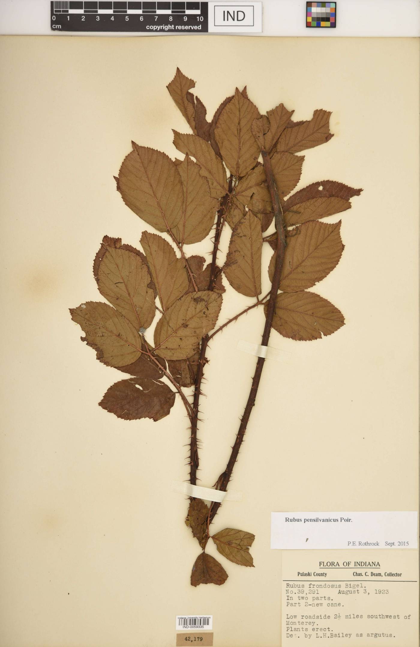 Rubus missouricus image