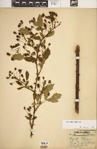 Rubus argutus image