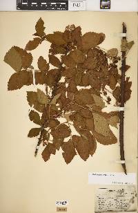 Rubus argutus image