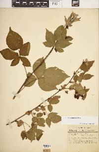 Rubus frondosus image