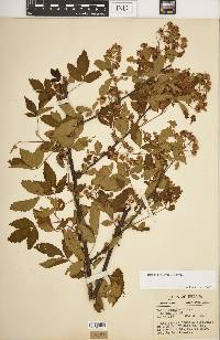 Rubus argutus image