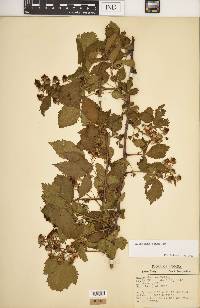 Rubus recurvans image