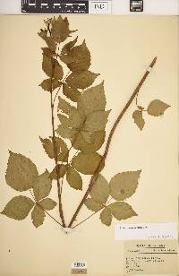 Rubus frondosus image