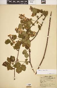 Rubus frondosus image