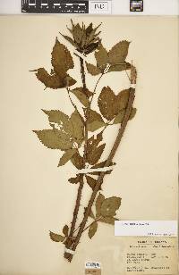 Rubus argutus image