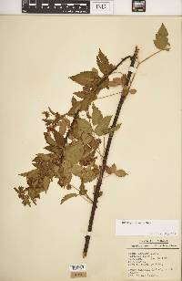 Rubus argutus image