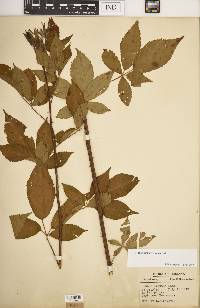 Rubus argutus image