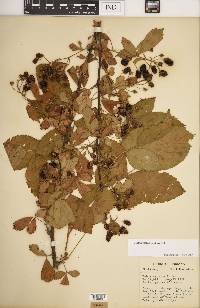 Rubus laudatus image