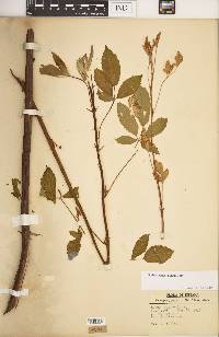 Rubus argutus image