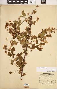 Rubus argutus image