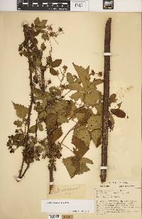 Rubus argutus image