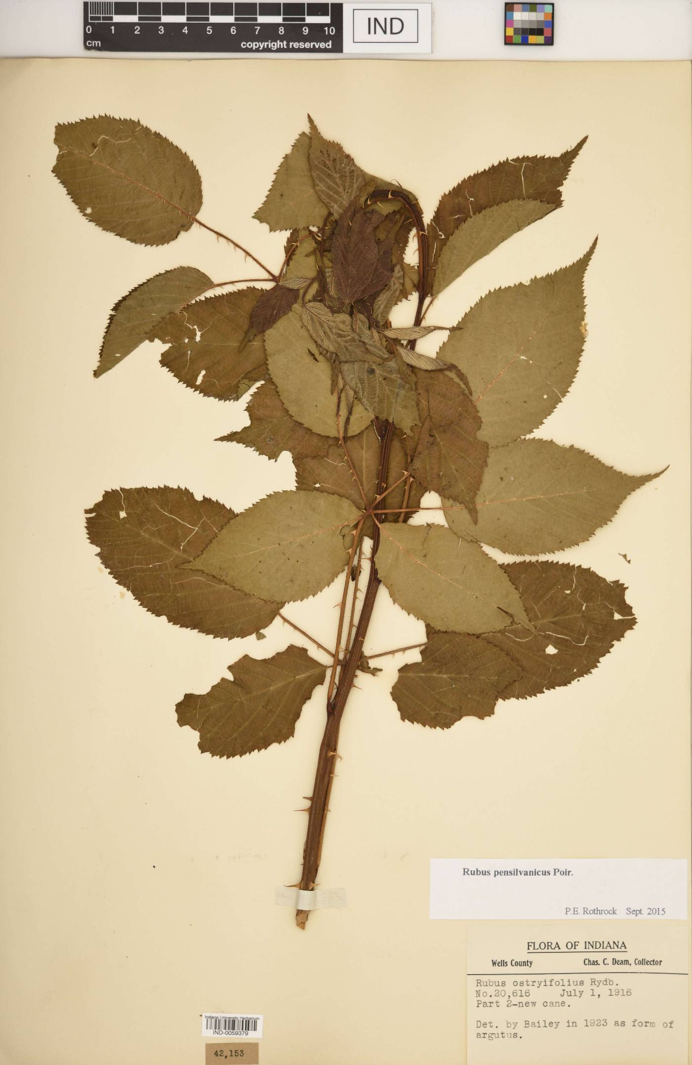 Rubus alumnus image