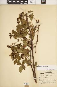 Rubus revealii image