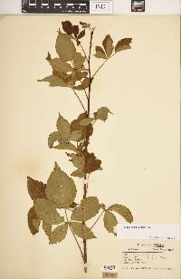 Rubus revealii image