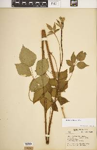 Rubus argutus image