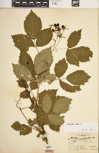 Rubus recurvans image