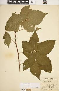 Rubus recurvans image