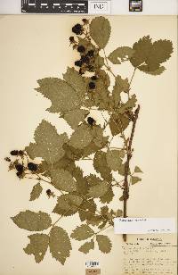 Rubus recurvans image