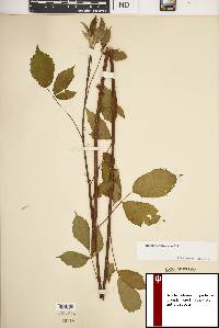 Rubus argutus image