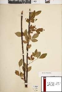 Rubus argutus image