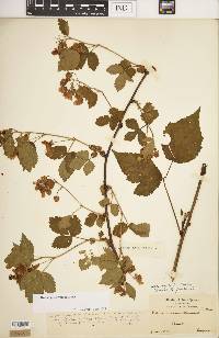 Rubus pensilvanicus image